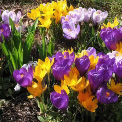 März – Frühjahrs - Spezial Arrangement