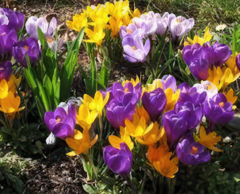 März – Frühjahrs - Spezial Arrangement