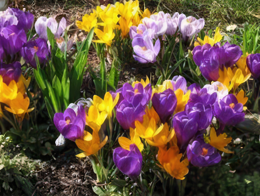 März – Frühjahrs - Spezial Arrangement