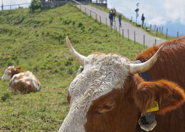 Tegernsee News März Frühling