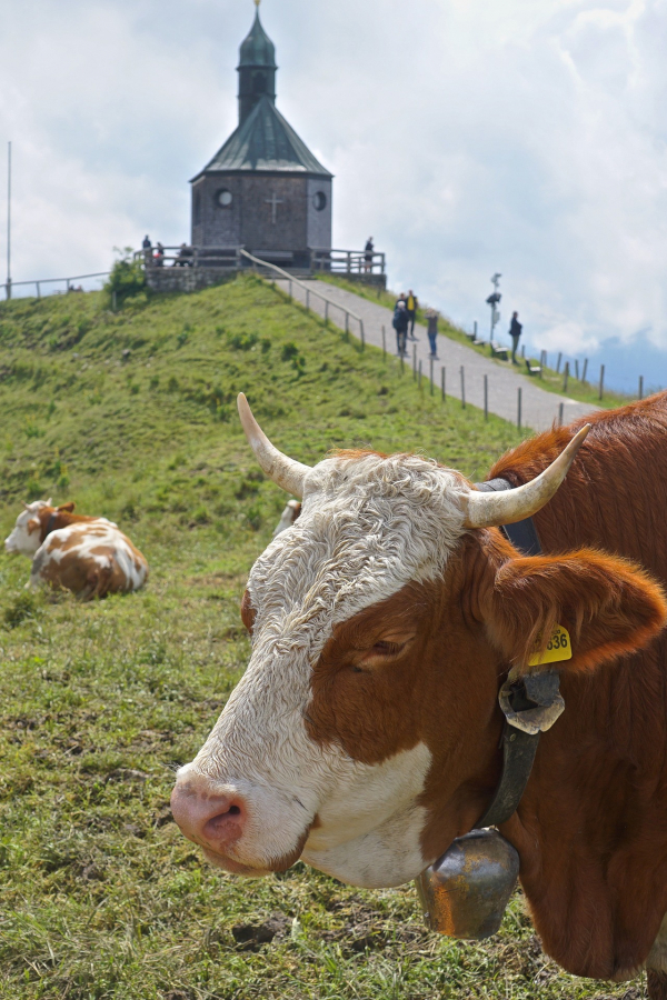 sabineruhland-wallberg-4918191_1920 Tegernsee News März Frühling