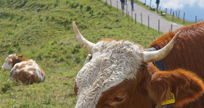 Tegernsee News März Frühling
